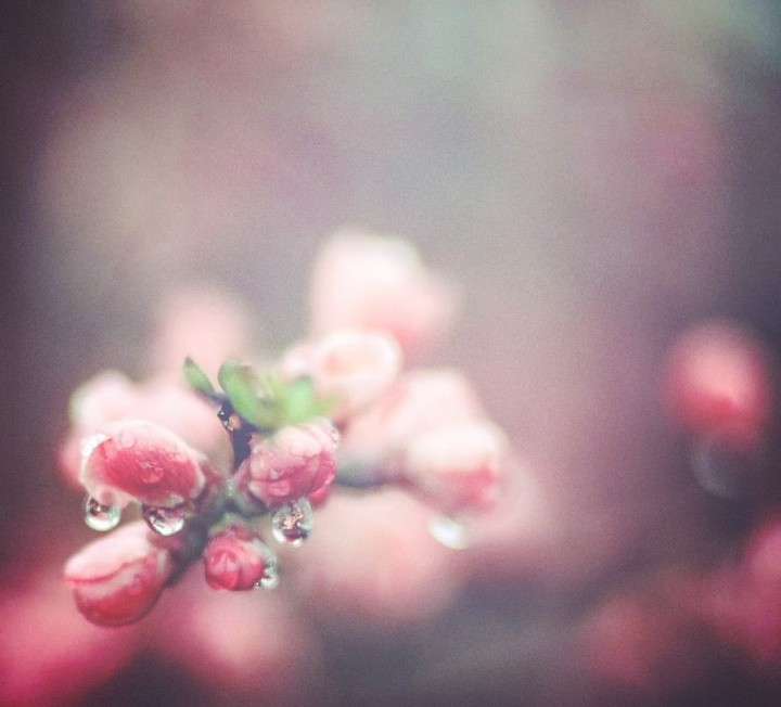 Pink Flowers