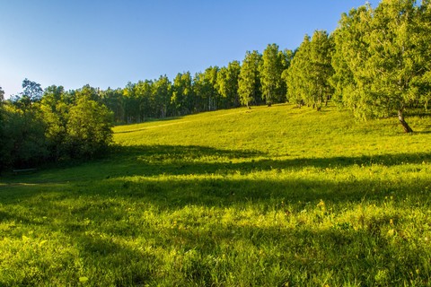sfondi Field, summer