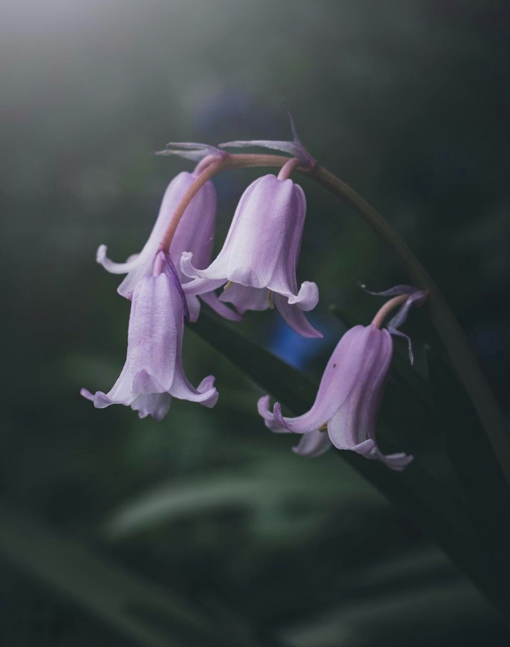 Bellflower