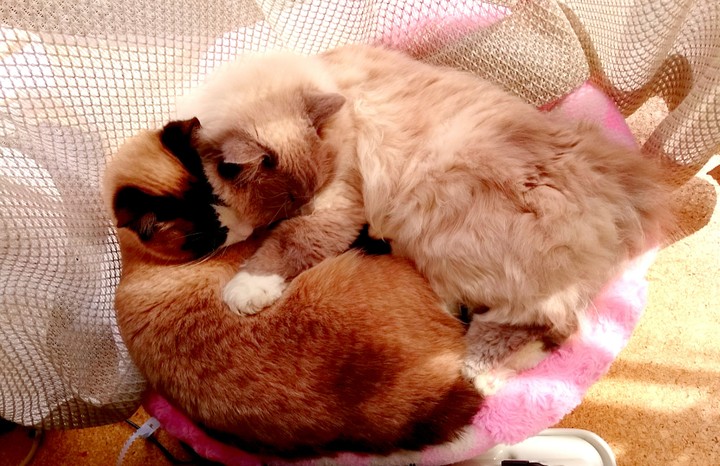 ねこ