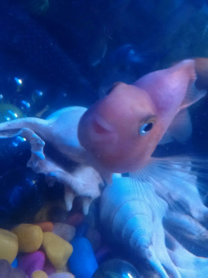 fish