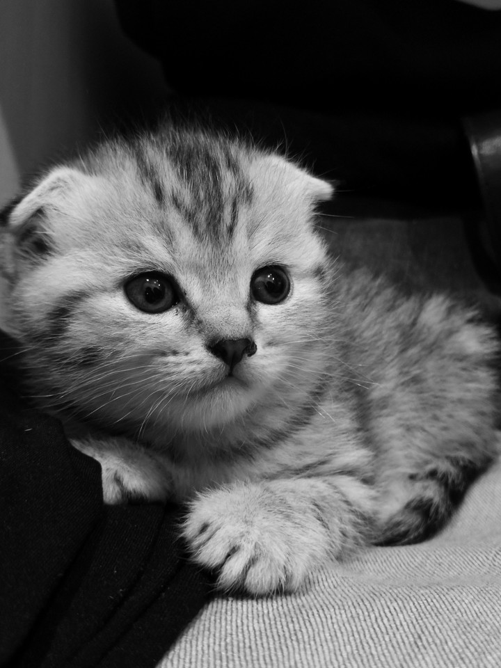 котёночек