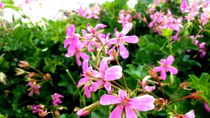 blossom