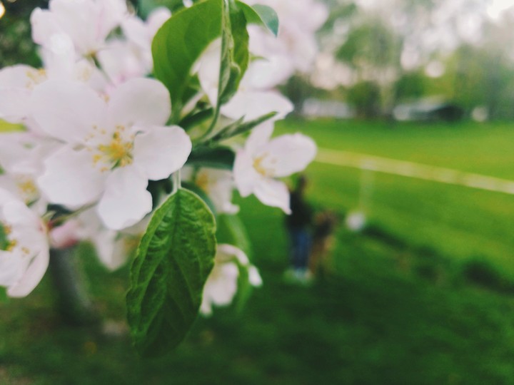 Spring has come again