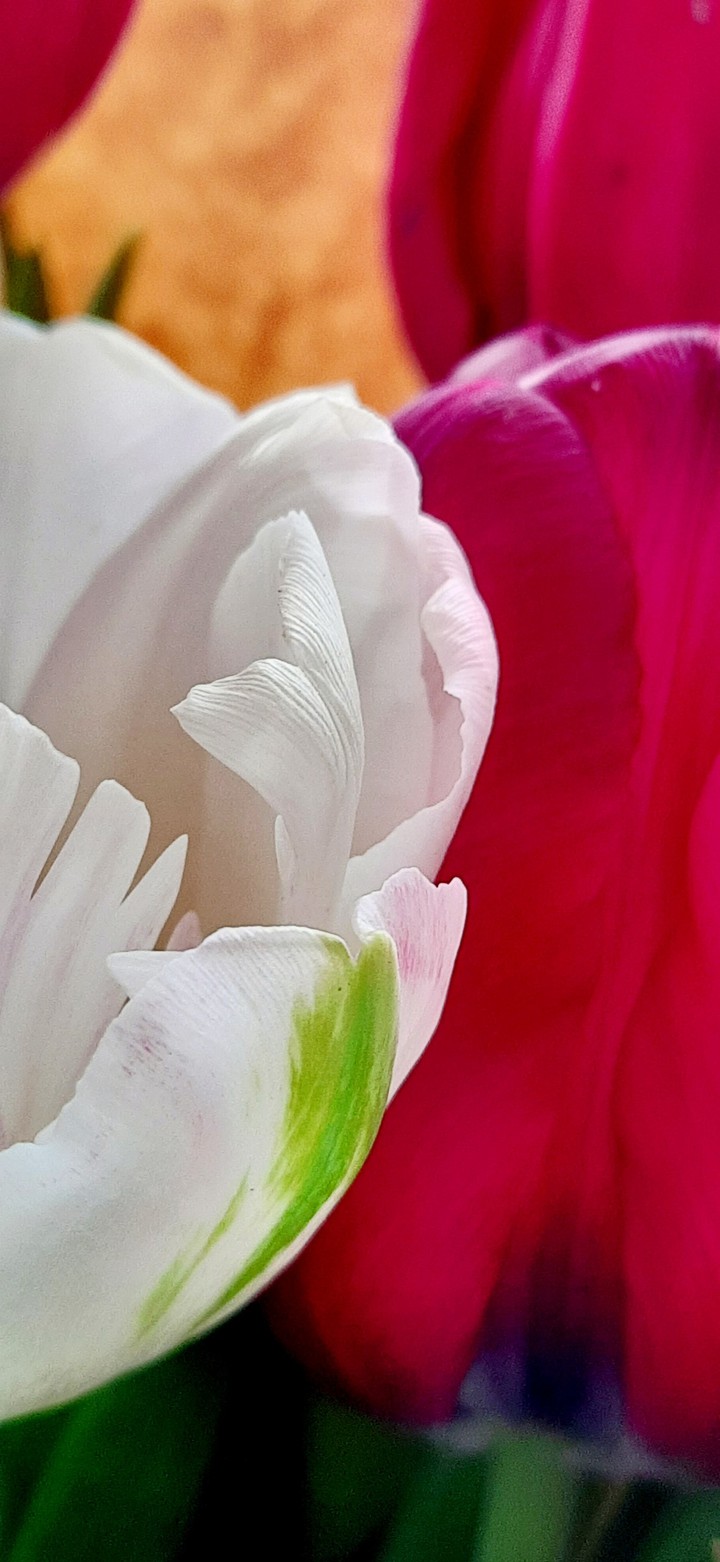 tulips