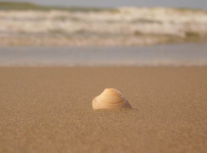 lonely seashell on the beach