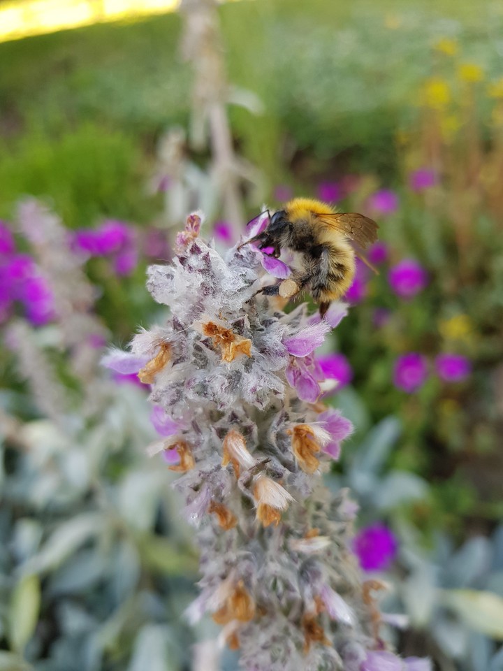 bumblebee