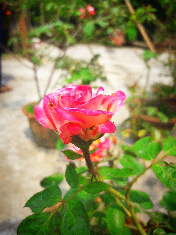 rose