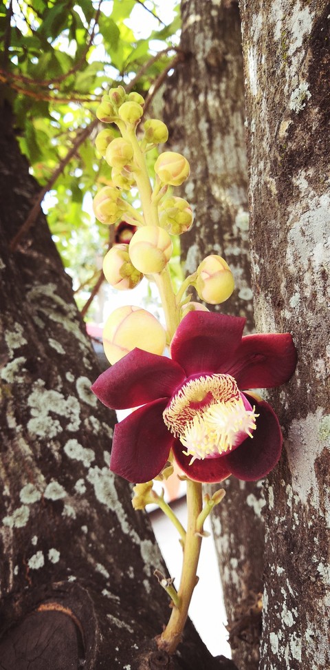 Sala Flower