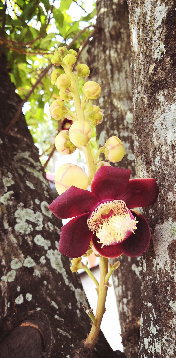 Sala Flower