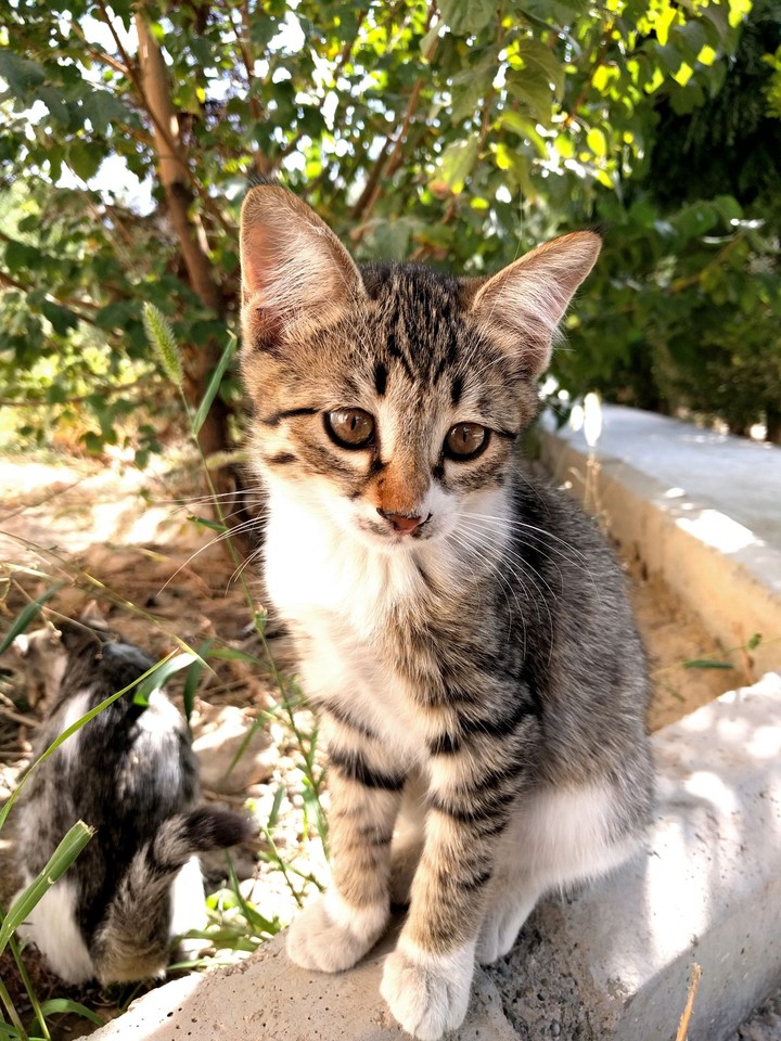 cute kitten