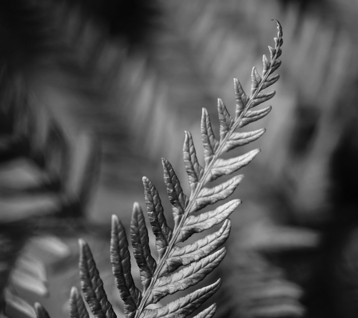 leaf