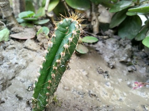 caterpillar, plant duvar kağıtları