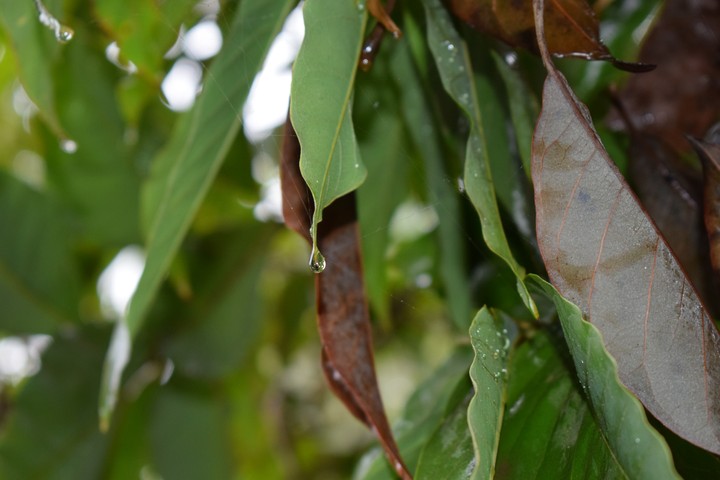 leaf