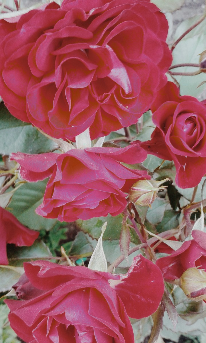 red roses