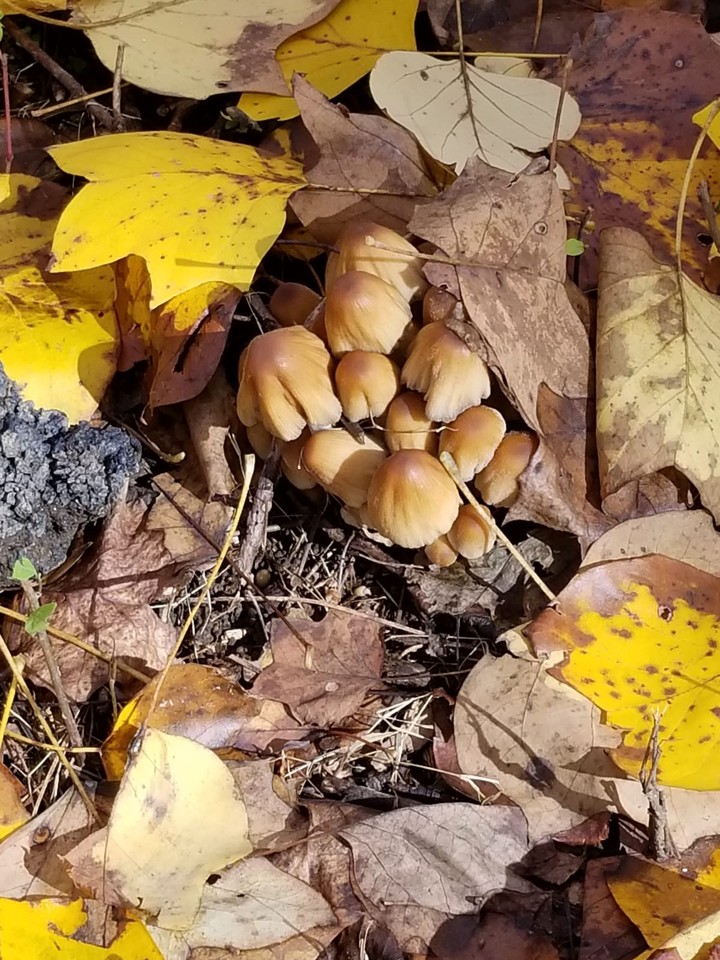 Autumn mushrooms