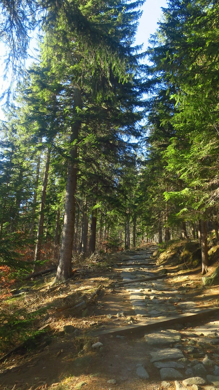 forest