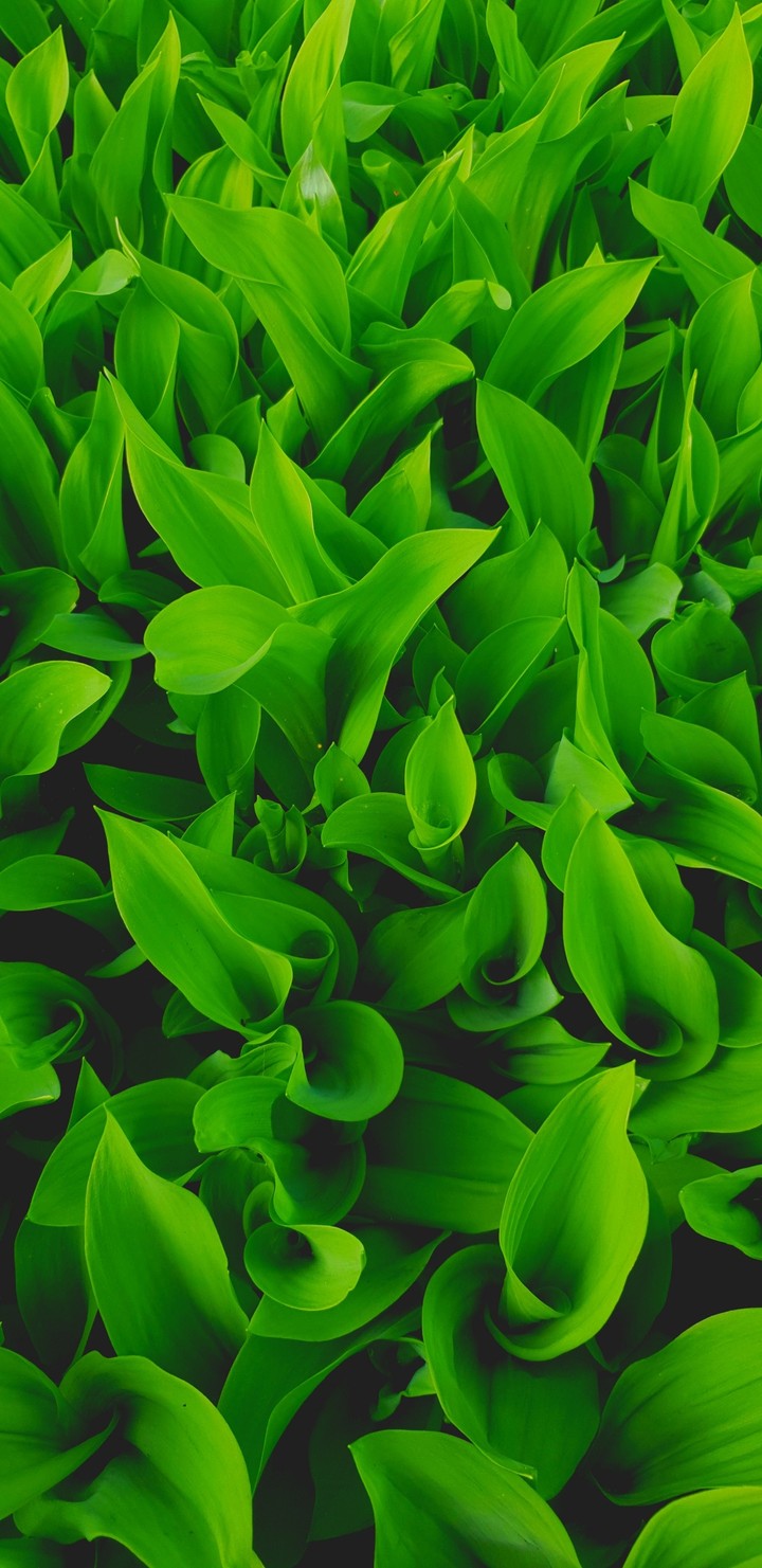 Green lilies of the valley