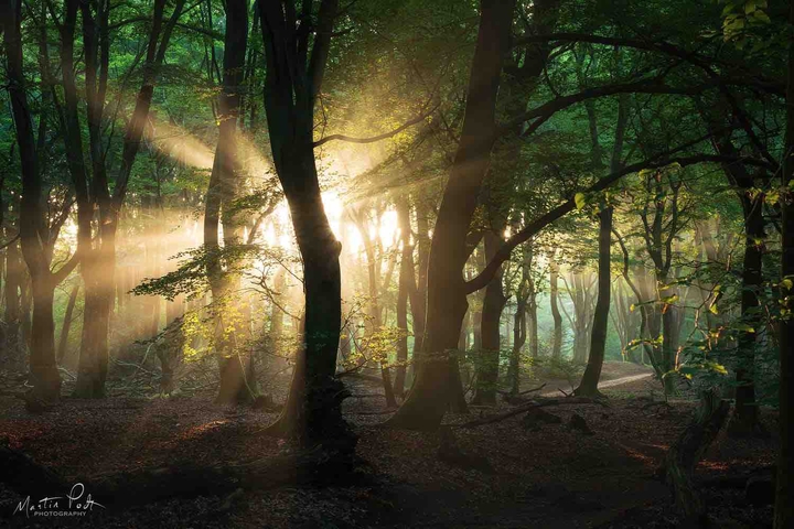 summer forest