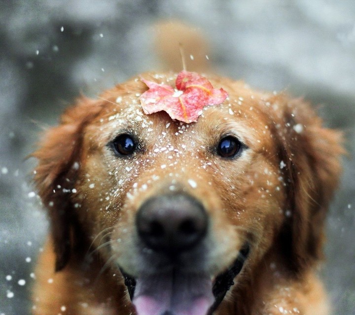#snow #dog