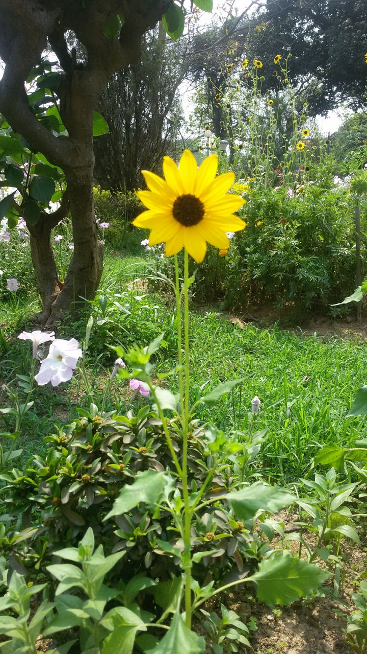 baby sunflower