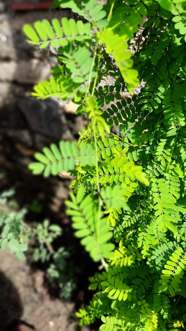 loving plant