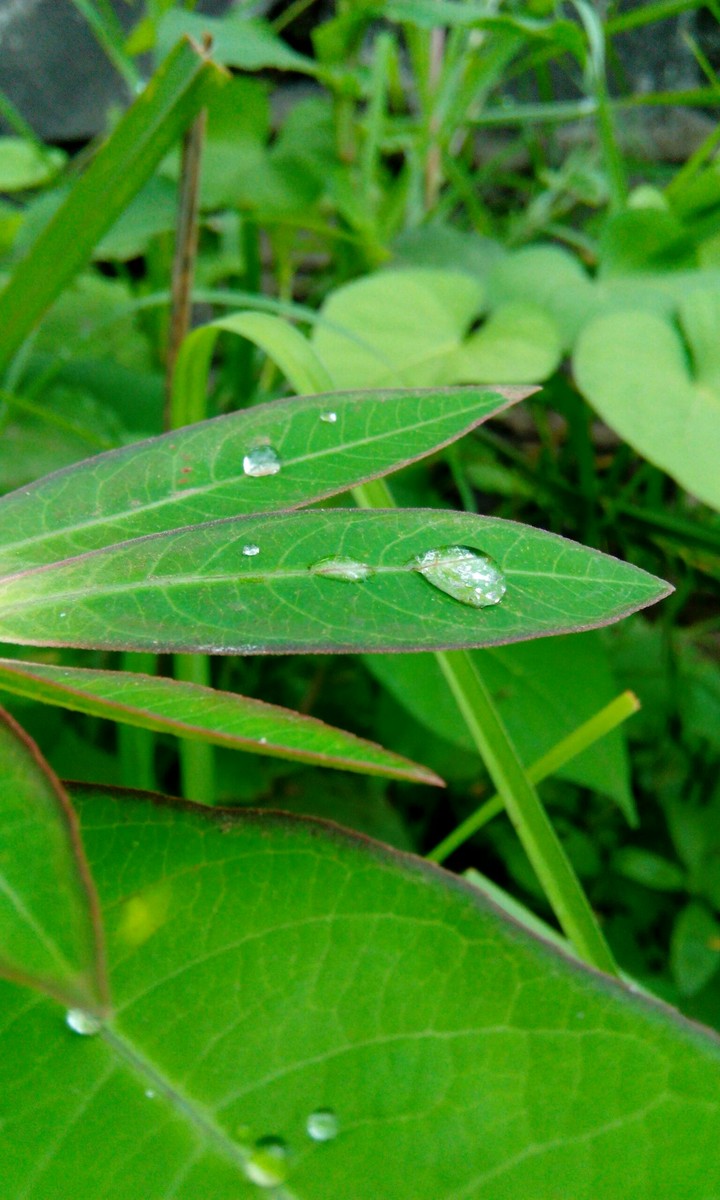 water Drop