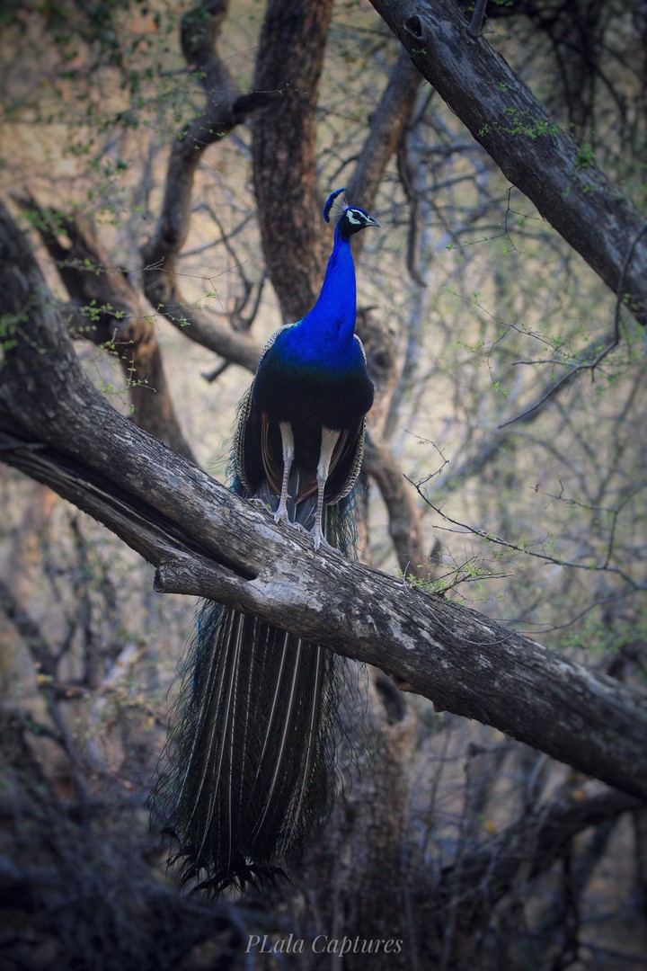 National Bird - Peacock - Ranthambore National Park