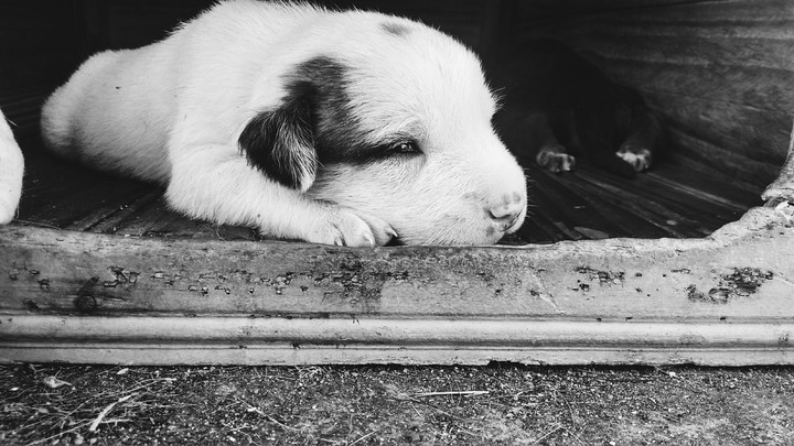 Dog - Puppy