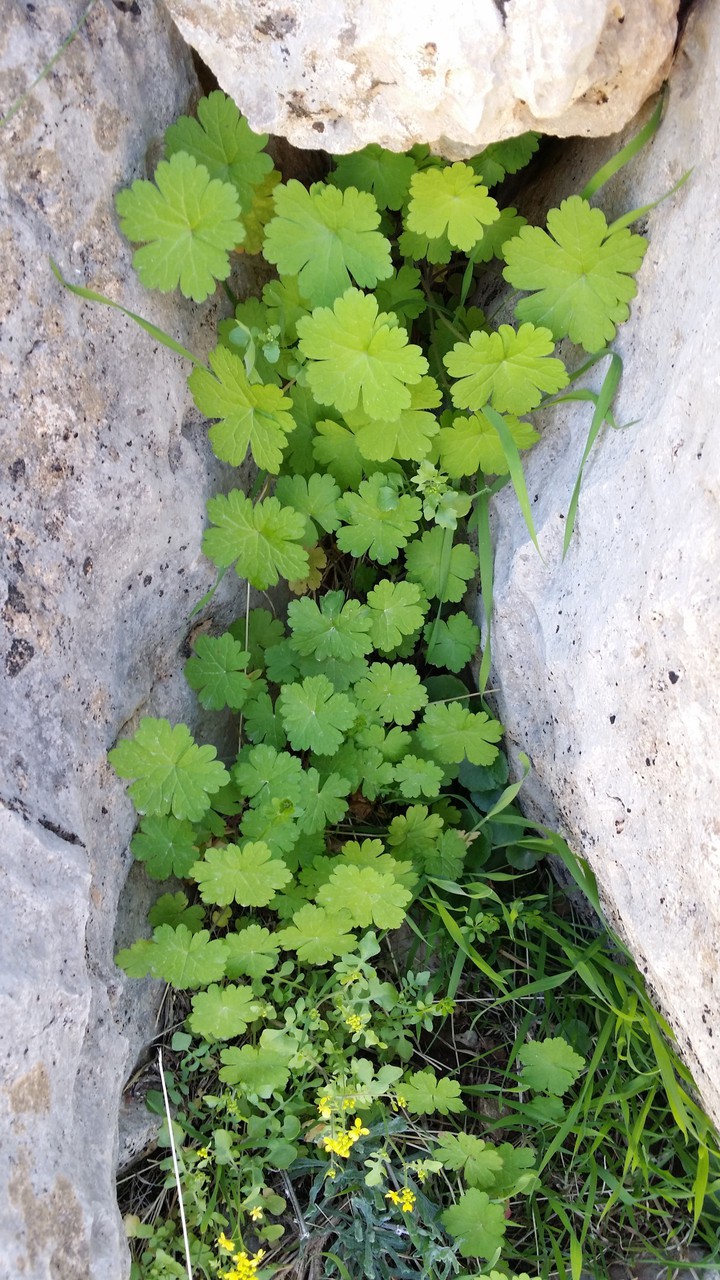 Mountain plant