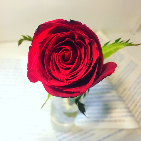 Rose & Reports