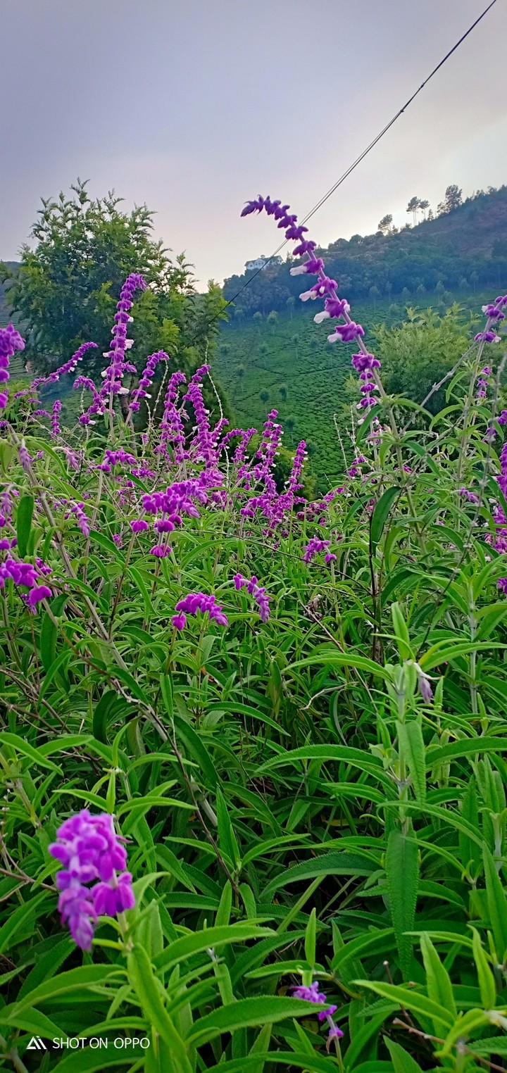 awesome flowers 