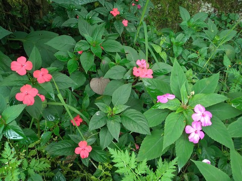 botany, groundcover वॉलपेपर