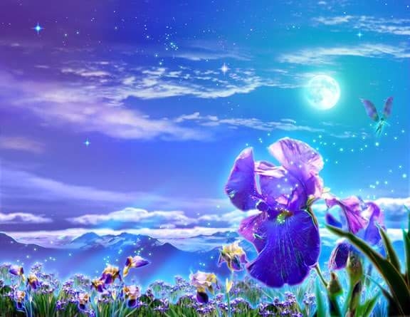Iris