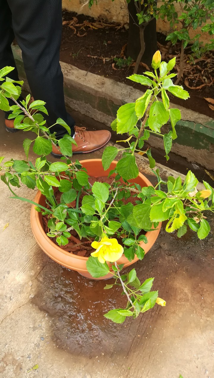 flower pot