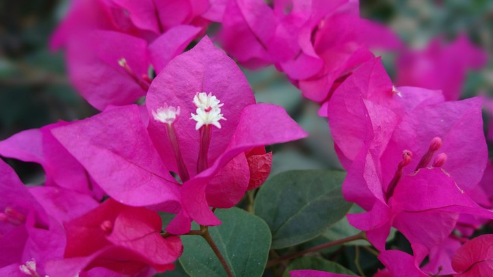 pink flower 