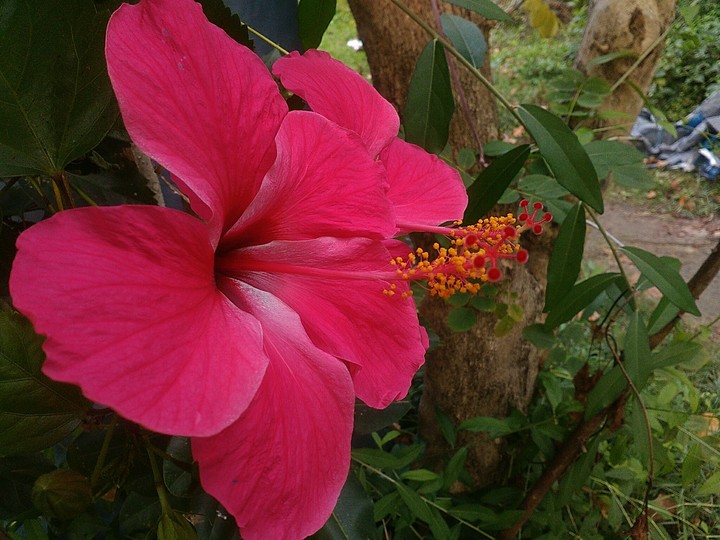 flower