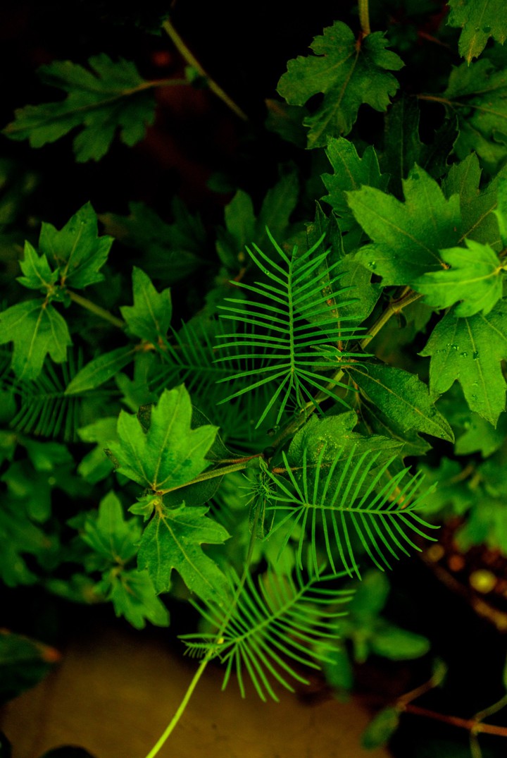 plant.