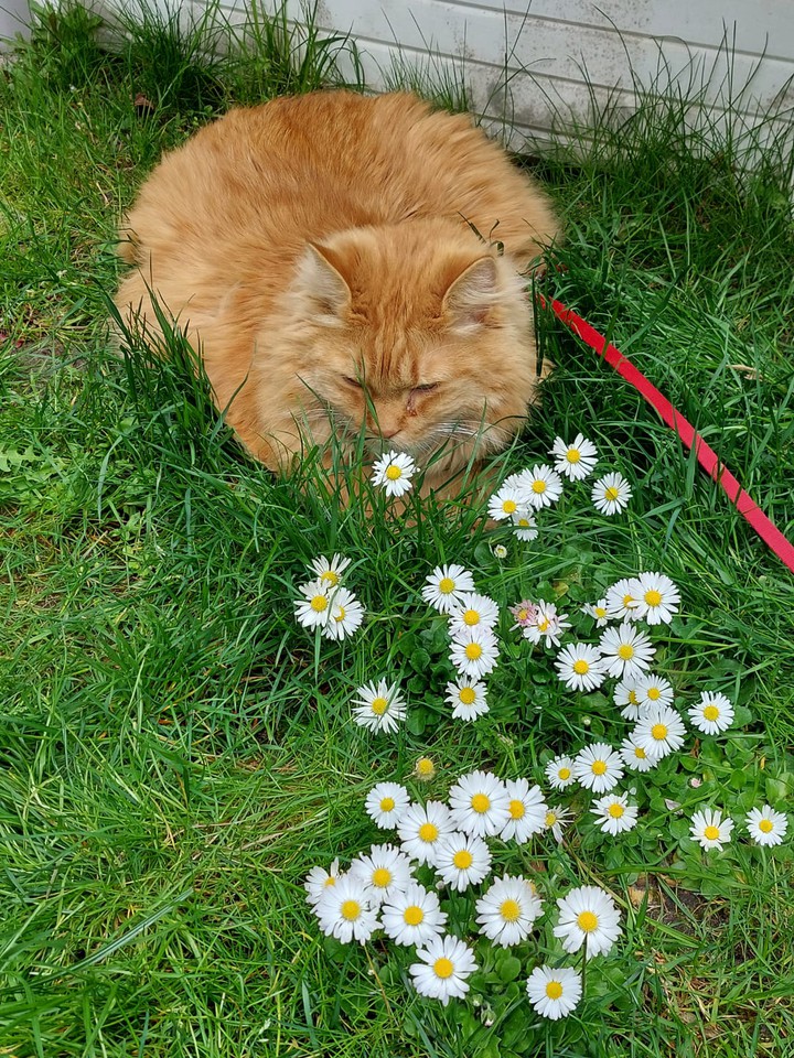 Max