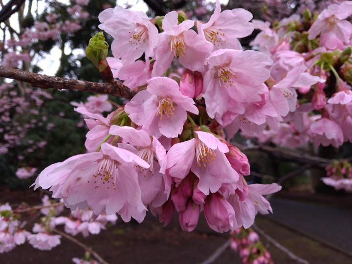 Sakura