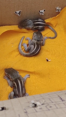 Squirrel ?️ babies found in our garden???