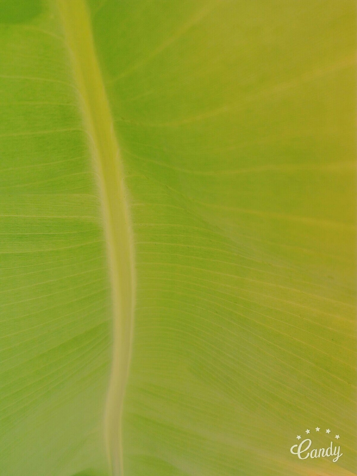 leaf