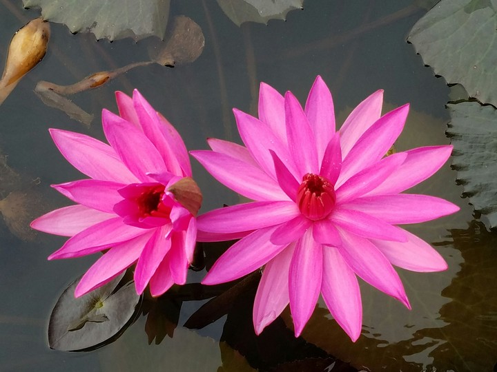 Pink Flower from the Backwaters of Kerala, India