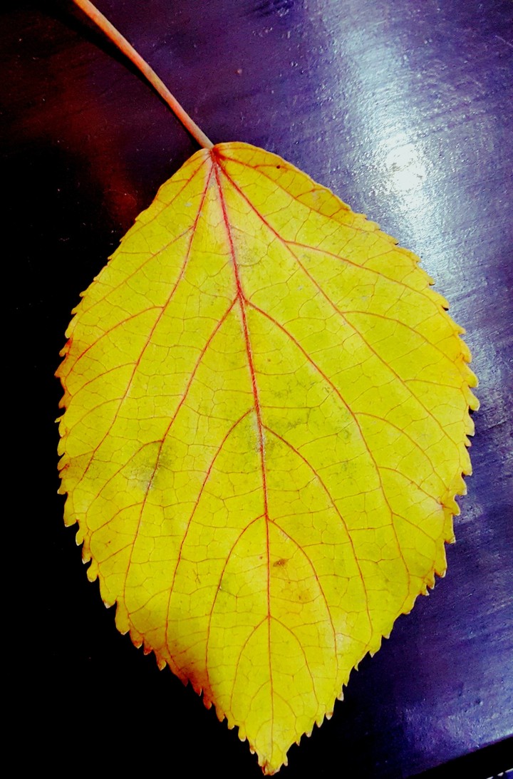 Autumn Leaves