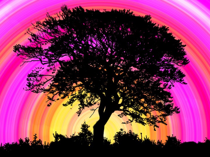 rainbow tree