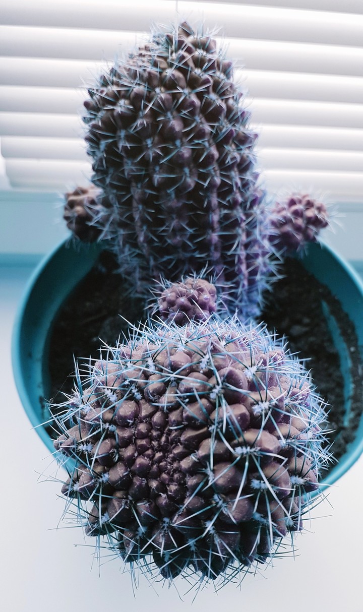 Cactus - color effect