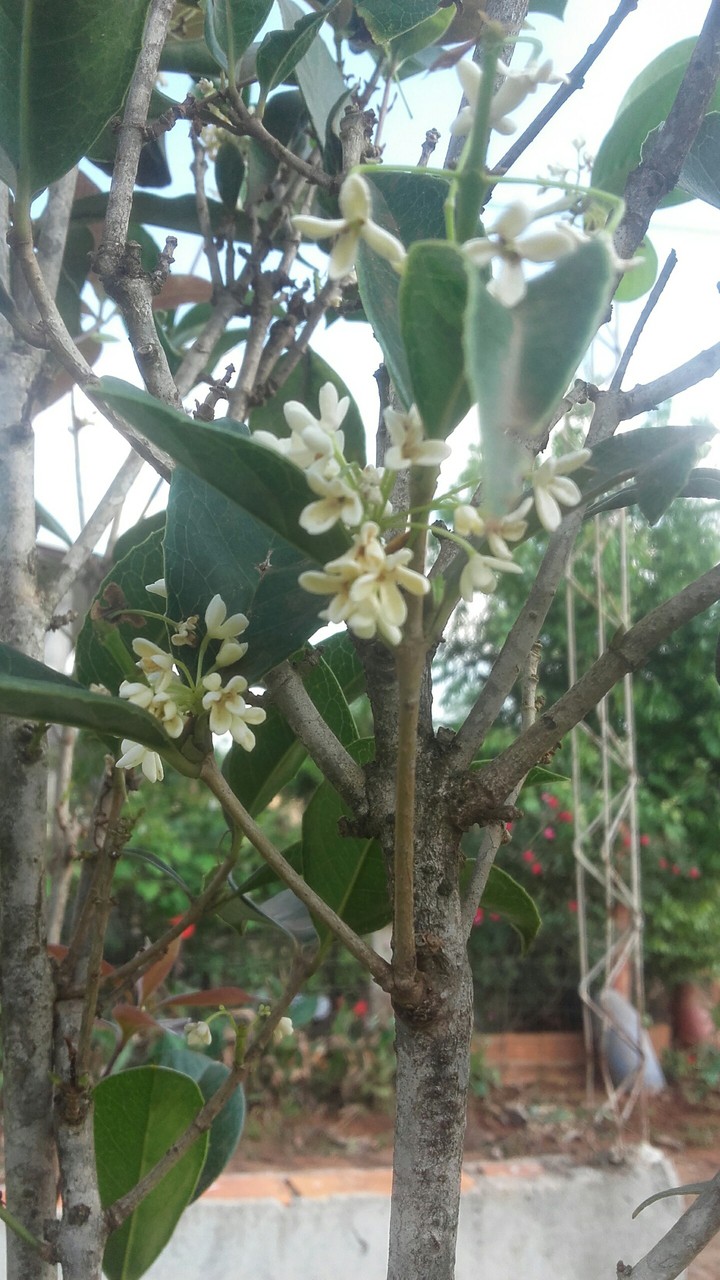 flor