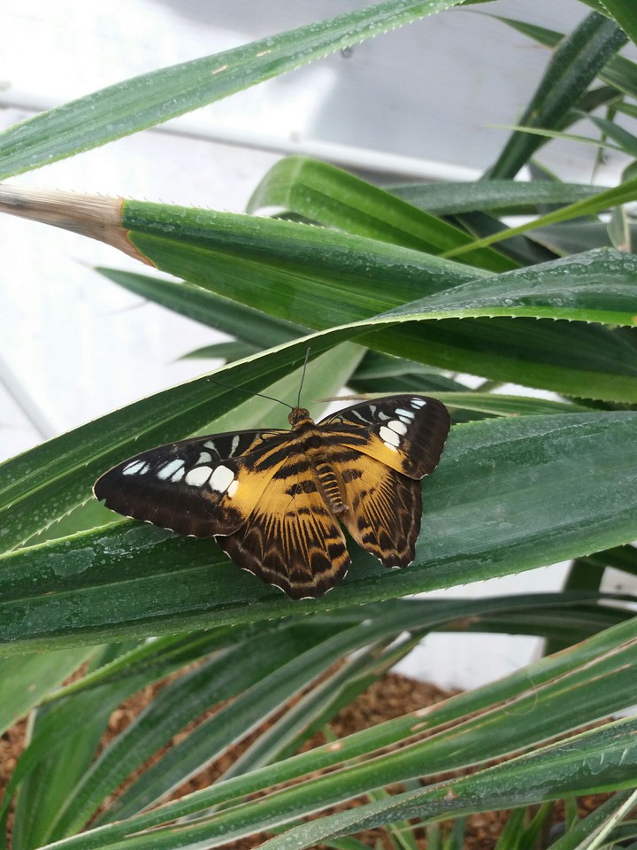 buytetfly