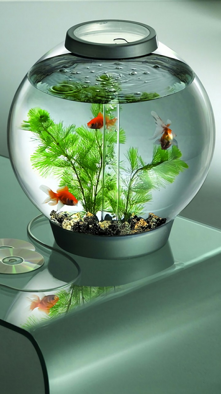 Aquarium Akvaryum