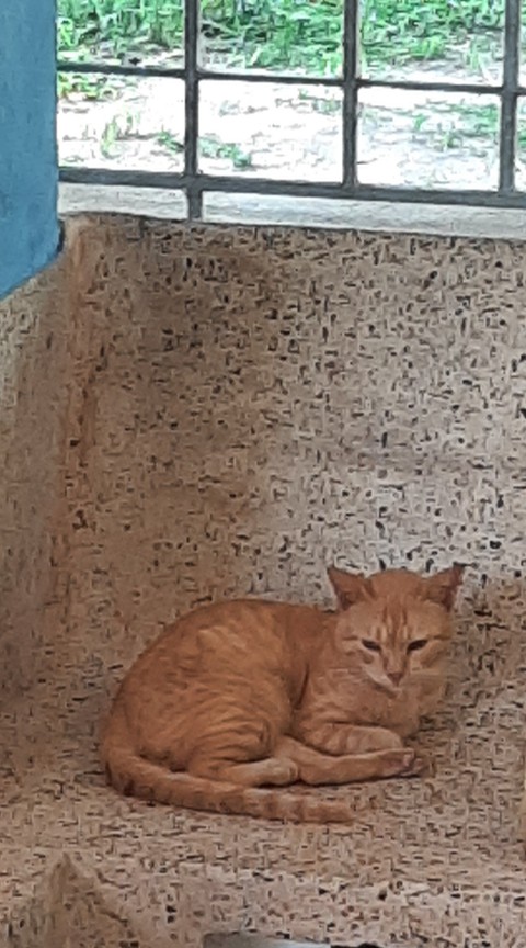 papéis de parede cat, felidae
